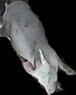 Crop