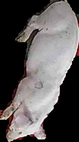 Crop