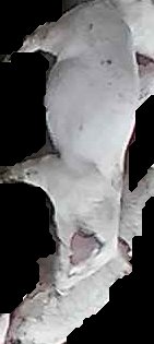 Crop