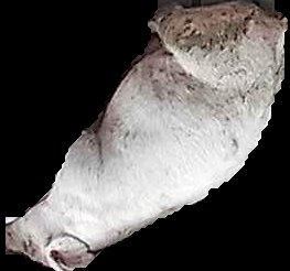 Crop