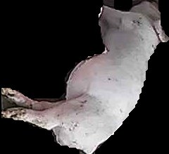 Crop