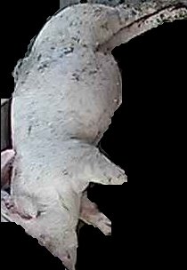 Crop