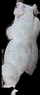 Crop