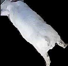 Crop