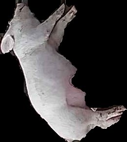 Crop