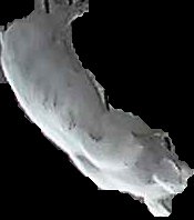 Crop