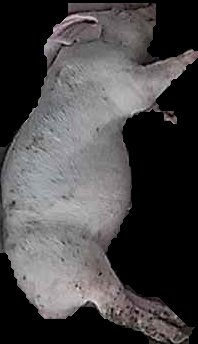 Crop