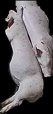 Crop