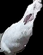 Crop
