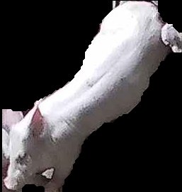 Crop