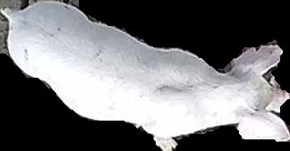 Crop