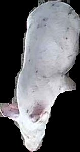 Crop