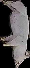 Crop