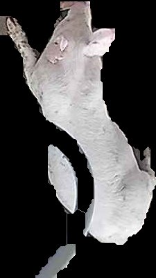 Crop