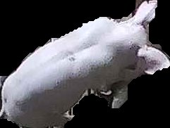 Crop