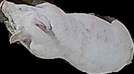 Crop