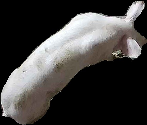 Crop