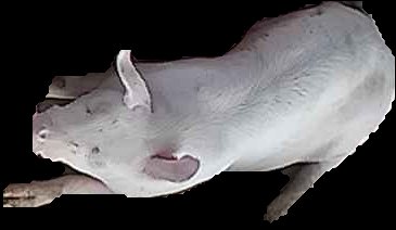 Crop
