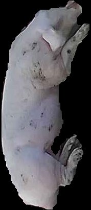 Crop