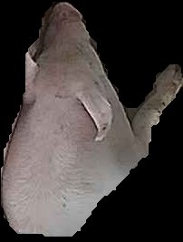 Crop