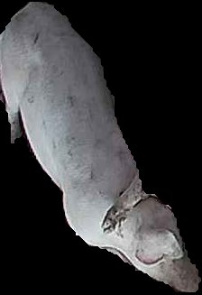Crop