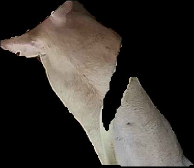 Crop