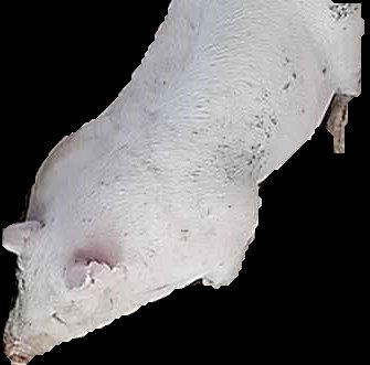 Crop