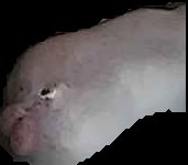 Crop