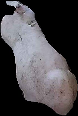 Crop