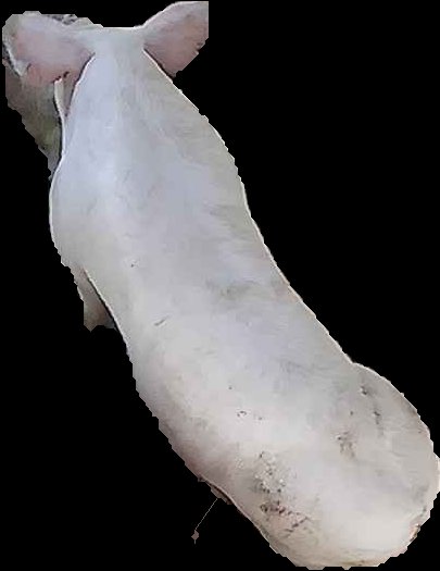 Crop