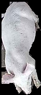 Crop