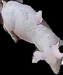 Crop