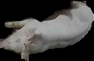 Crop
