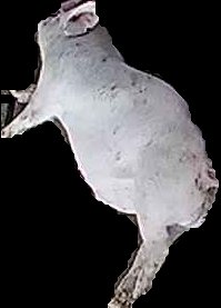 Crop
