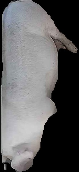 Crop