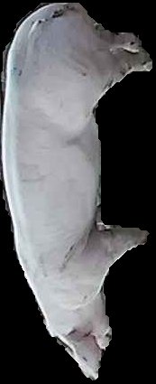Crop