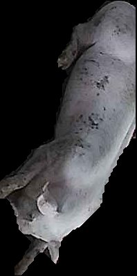 Crop