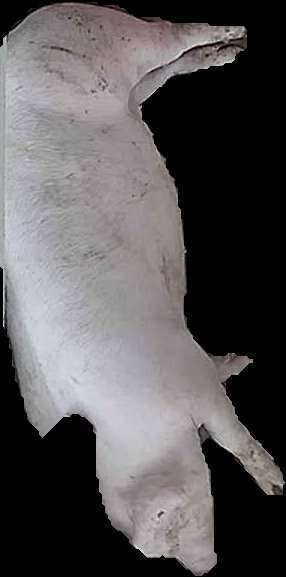 Crop