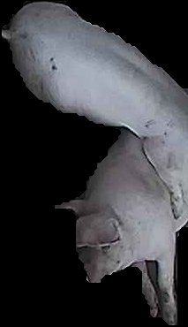 Crop