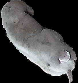 Crop