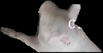 Crop