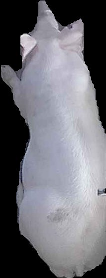 Crop