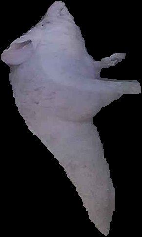 Crop