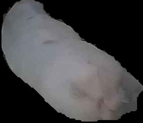 Crop