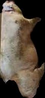 Crop