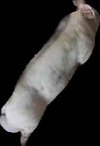 Crop