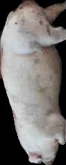Crop