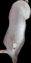 Crop