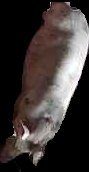 Crop