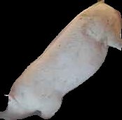 Crop